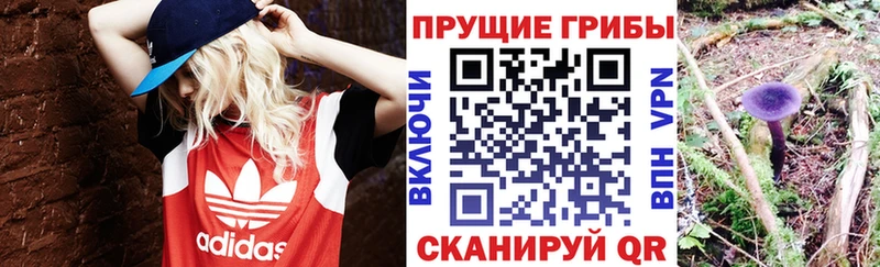 хочу   Талдом  Псилоцибиновые грибы Magic Shrooms 